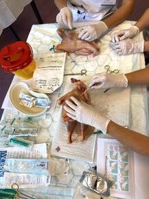 Anlage einer Thoraxdrainage.