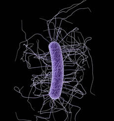 Bild: CDC/Antibiotic Resistance Coordination and Strategy Unit 2013