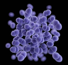 Bild: CDC/Antibiotic Resistance Coordination and Strategy Unit, 2013