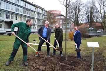 HBK Singen Kaiserlinde als Jubiläumsgeschenk
