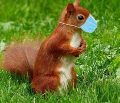 HBK Singen Krankenhauspark Eichhörnchen